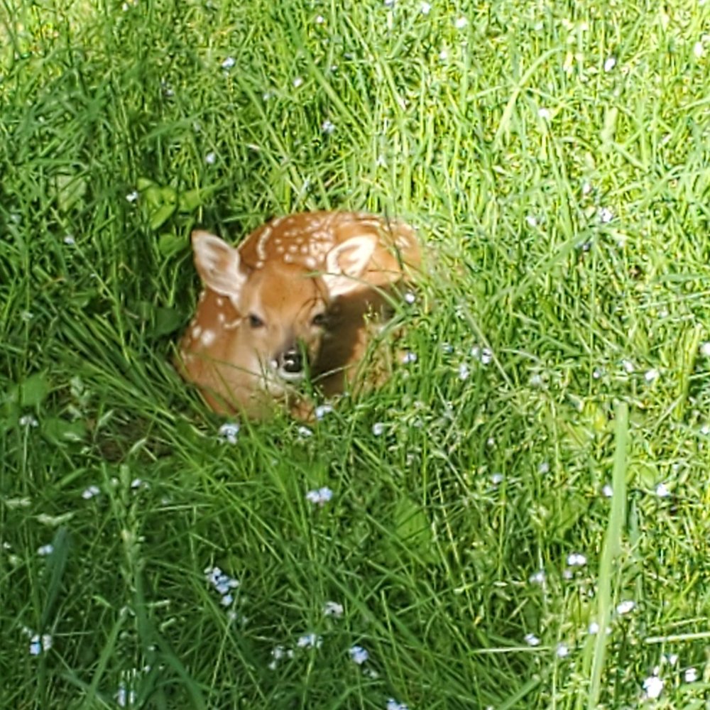 Meet your Posher, Bella